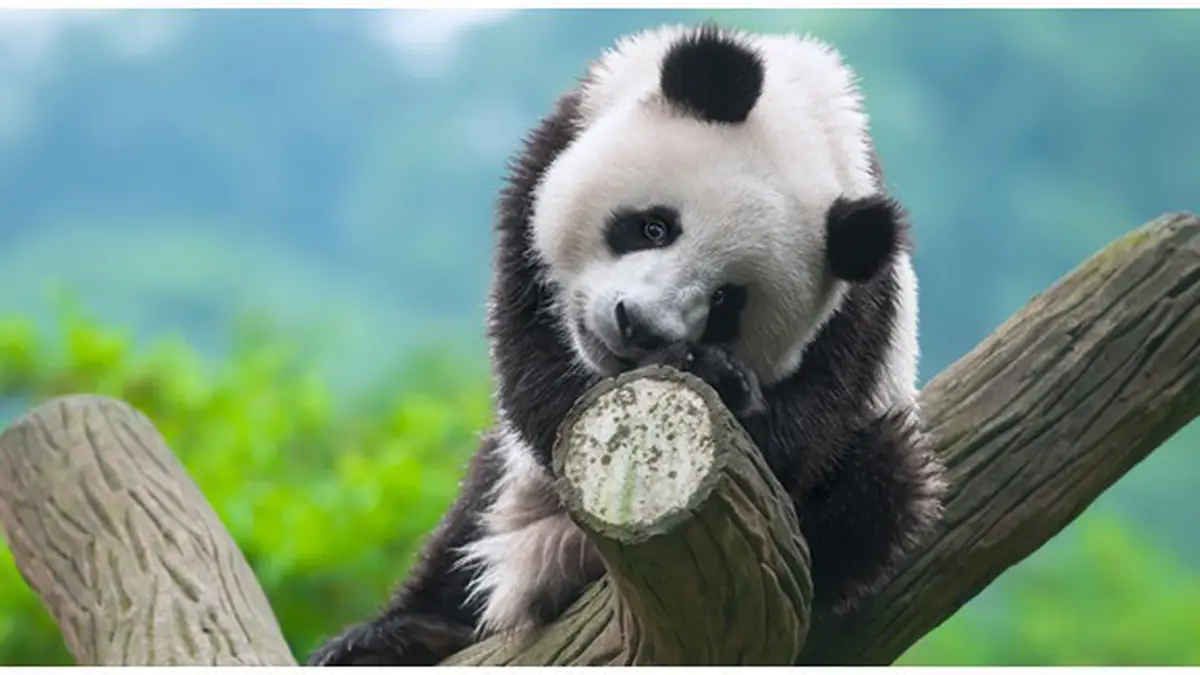 20 Fakta Unik Tentang Panda yang Jarang Diketahui